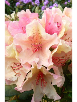 Рододендрон Brasilia