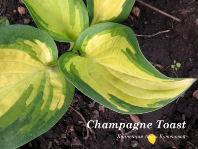 Хоста Champagne Toast фото