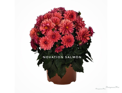 Георгин Novation Salmon