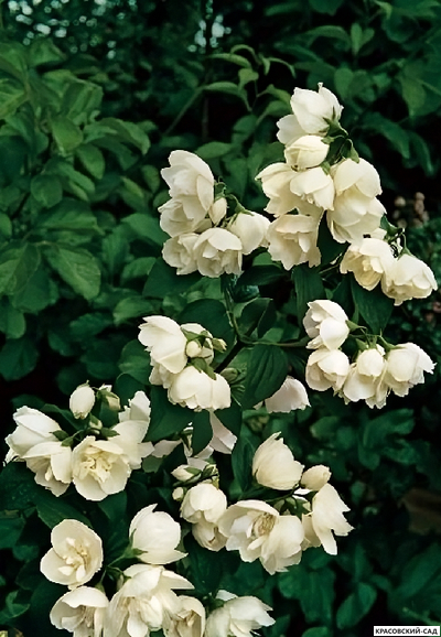 Чубушник  гибридный Bouquet Blanc