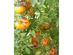 Томат Чупа-чупс (Chupa-Chups)