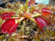 Dionaea muscipula "Degeneration"