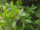 Лавр (Laurus nobilis) Абхазия, молодые листья (5 мл) - 100% натуральное эфирное масло