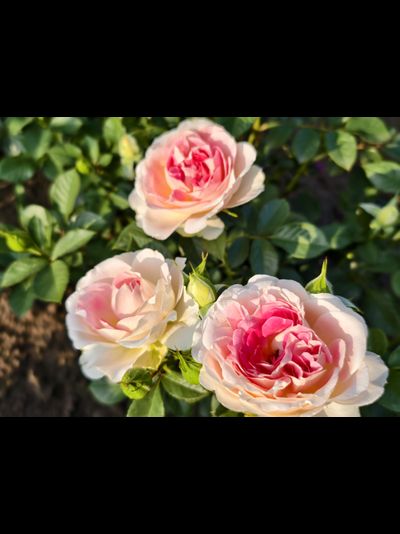 Гуэрнси (Guernsey)