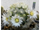 Mammillaria carmenae - 5 семян