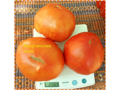 Томат Минусинские шары (усл)