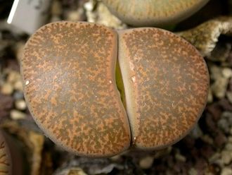 Lithops lesliei 'Albiflora' C005A (MG) - 10 семян