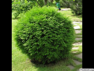 Туя западная Вудварди - Woodwardii