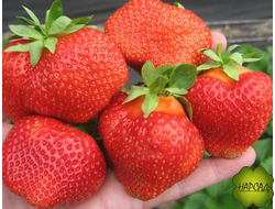 КЛУБНИКА "САЛЬСА" (поздняя, очень крупная, супер-выносливая) Р9