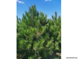 Сосна Черная - Pinus Nigra