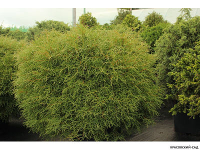 Туя Мистер Боулинг Болл - Mr. Bowling Ball