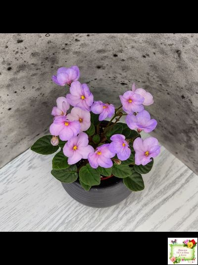 Frosted Fantasy спорт трейлер