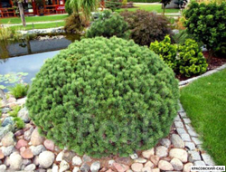 Сосна Мопс - Mops