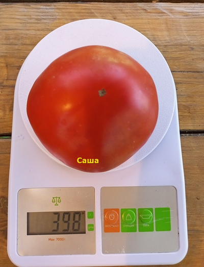Томат Саша