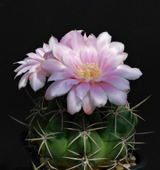 Gymnocalycium orientale v.vikulovii  VG-477 (D=40 мм)