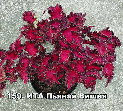 Колеус ИТА Пьяная Вишня