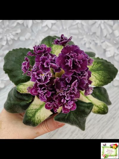 ЛЕ-Глинтвейн (Е. Лебецкая) 2019 г.