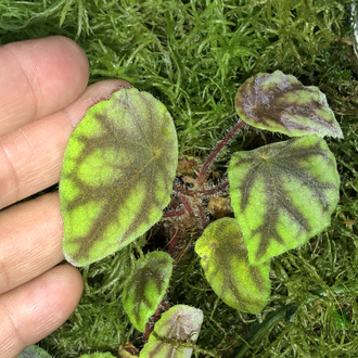 Бегония Quadrialata Nimbaensis