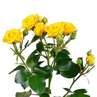 Роза кустовая желтая