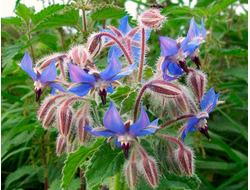 БОРАГО (семена) (Borago officinalis) нерафинированное 30 мл