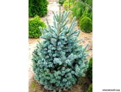 Ель Шовенхорст - фото в саду - красовский-сад.рф