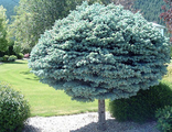 Глаука Глобоза ель колючая на штамбе(Picea pungens Glauca Globosa)(PA140-160/15-20л)