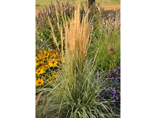 Вейник остроцветковый (Calamagrostis acutiflora `Overdam`), ЗКС