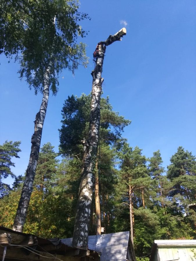Удаление березы в д. Сосновка Солецкого района