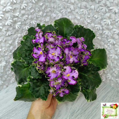 АВ-Пенная Вечеринка (Фиалковод) 2021 г. (лист посажен 27/01/26)