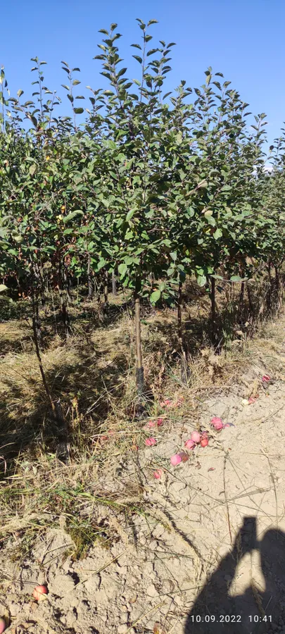 Плодовые деревья 5-7лет