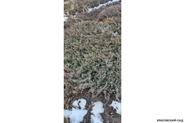 Можжевельник Блю Чип (Blue Chip) - фото заснеженных саженцев - Красовский-сад.рф