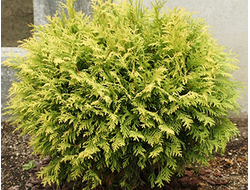 Туя западная Golden Globe, C5