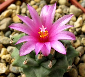 Turbinicarpus alonsoi - 5 семян