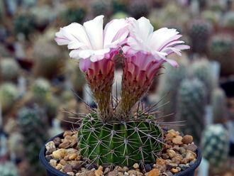 Acanthocalycium spiniflorum VG-1087 - 5 семян