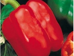 ЧУДО КРАСНОЕ