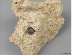 Зуб костной рыбы Pycnodus sp., на породе и кальцит. Россия. 87*78*50мм