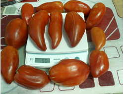 Томат Сибирский казак