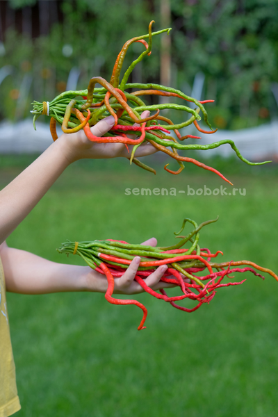 Перец острый Thunder Mountain Longhorn (Тандер Мунтан Лонгхорн), 10 шт