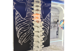 Позвоночник из стеклопластика (оформление выставочного стенда г.Москва)