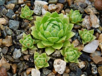 Sempervivum 7 - розетка