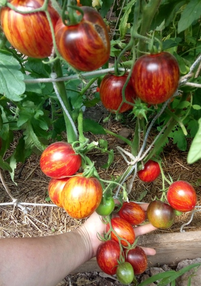 Садовый мир томаты. Гаргамель томат. Томат пурпурное сердце Рейнхарда. Гаргамель Сибирский сад. Гаргамель томат купить.