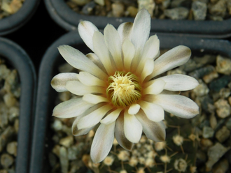Gymnocalycium ragonesei mini - 10 семян