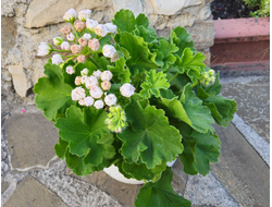 Пеларгония XiaoYao - Фан Фэй