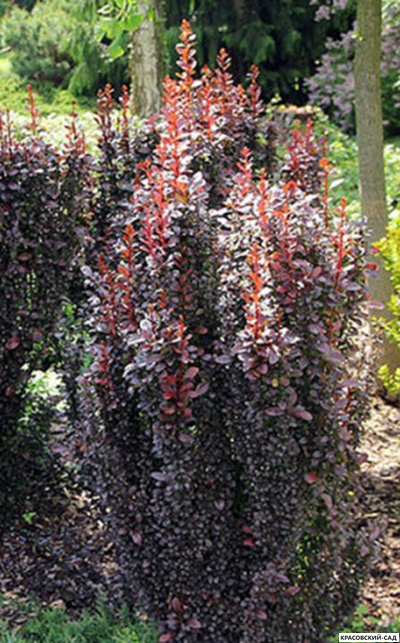 Барбарис Хелмонд Пиллар - Helmond Pillar