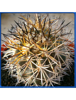 Copiapoa tigrillensis KK 1385