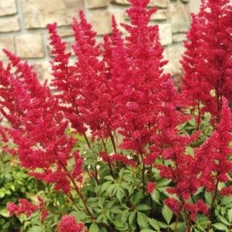 Астильба  японская “Ред Сентинел”