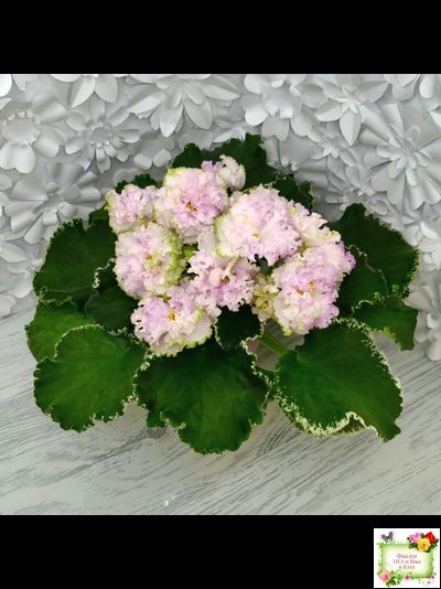 АВ-Богатая Невеста (Фиалковод) 2020 г.