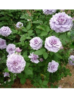 Тамамо (Tamamo)