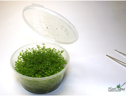 Micranthemum-Monte-Carlo