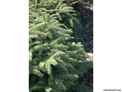 Ель обыкновенная Элеганс - фото хвои - красовский-сад.рф